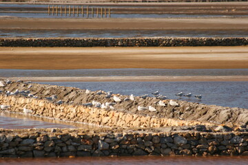 Salinas del Rasall, Zona de Reserva del Parque Regional de Calblanque. Cartagena, Murcia, España.