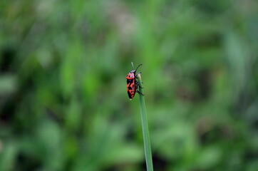 Red bug sitting on the grass