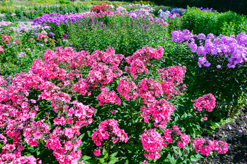 Fototapeta premium pink phlox flowers in the garden