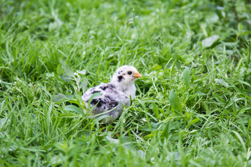 A small chicken in the grass is looking for food