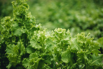 green fresh salad leaves close-up