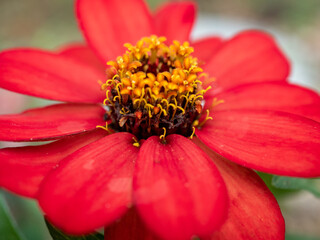 close up of red flower