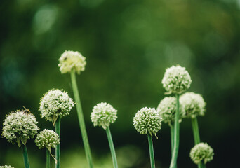 flowering onion and garlic on the plantation close-up