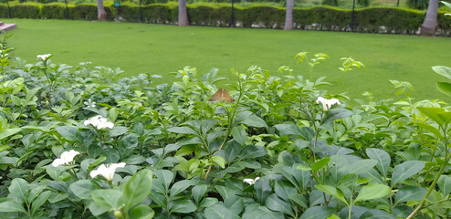 Two tiny moths mating on the leaves of a flowering bush, and green grass in the lawn behind.