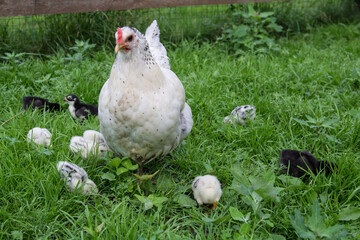 A white hen walks on the green grass with her Chicks