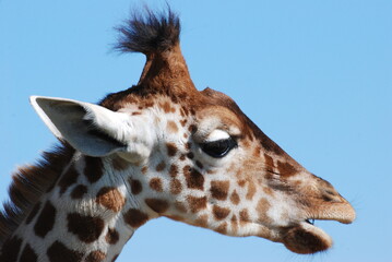 girafe
