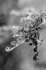 water drops on a tree