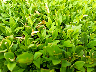 Green grass, grass texture, background, green foliage