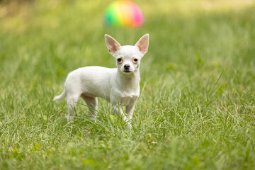 White Chihuahua dog standing in the garden and looking to the camera.
