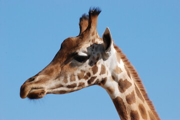 girafe