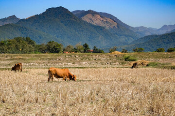 Fototapeta na wymiar Asia cow eating grass at countryside, Nan thailand