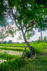 Fototapeta premium Old dutch bike resting beside a rice fiel in Bali, Indonesia