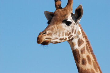 girafe