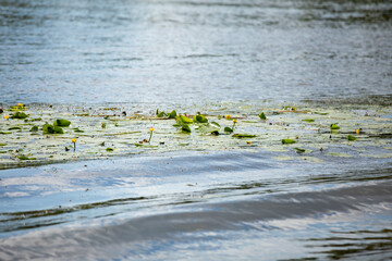 yellow closed Water Lily grow in the river. strip of water lilies in the water