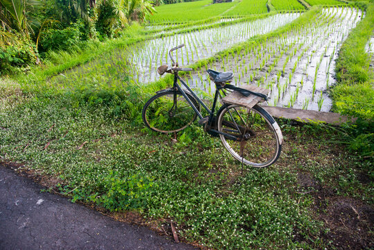 Old dutch bike resting beside a rice fiel in Bali, Indonesia