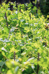 Closeup of mature pods with garden peas just before harvesting.