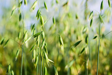 Oat ripening on a field