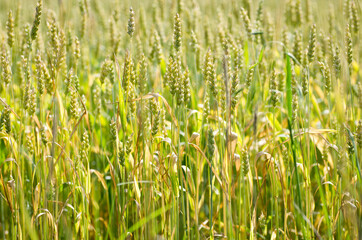 Field of wheat