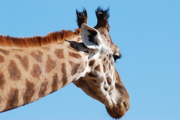 girafe