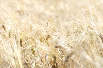 Barley ripening on a field