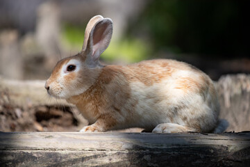 野生のウサギ -うさぎの楽園 大久野島-