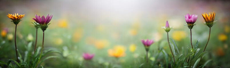 Yellow and purple flowers on a blurred background. Macro shot. Very shallow focus. Summer and...