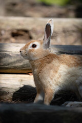 野生のウサギ -うさぎの楽園 大久野島-