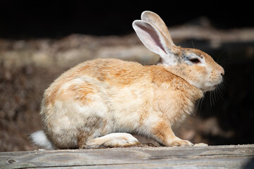 野生のウサギ -うさぎの楽園 大久野島-