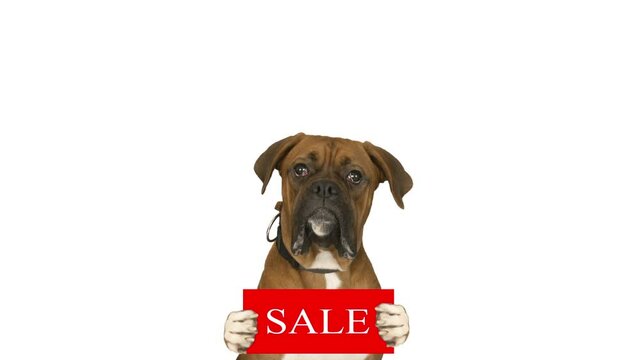pet hold a board . word sale. Boxer breed dog on white background