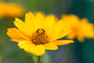 yellow garden flower macro selective focus