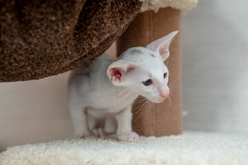 Oriental shorthair cat sitting and watching, white animal pet, domestic kitty, purebred Cornish...