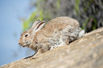 野生のウサギ -うさぎの楽園 大久野島-
