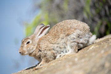 野生のウサギ -うさぎの楽園 大久野島-