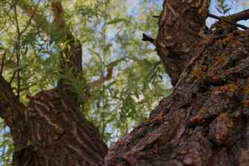 textured tree bark and green foliage