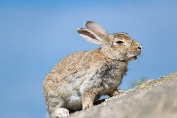 野生のウサギ -うさぎの楽園 大久野島-