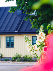 Flowers in front of house