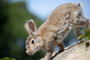 野生のウサギ -うさぎの楽園 大久野島-