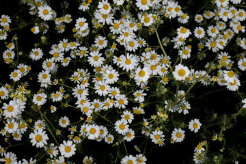 chamomile flower pedals blooming at a green field