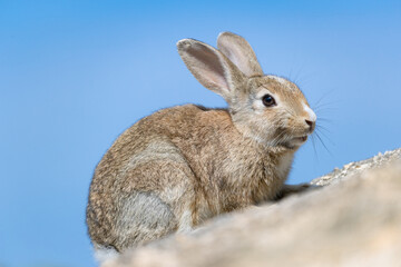 Obraz premium 野生のウサギ -うさぎの楽園 大久野島-