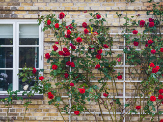 Fototapeta na wymiar Roses growing up the wall of a house
