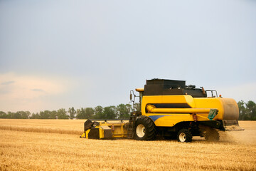 Combine harvester working in wheat field with cloudy moody sky. Harvesting machine driver cutting crop in a farmland. Agriculture theme, harvesting season.