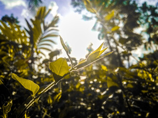 green leaves against the blue sky
