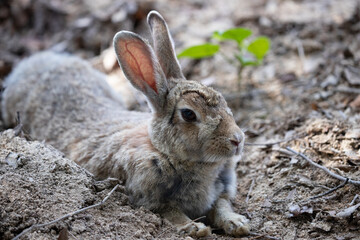 野生のウサギ -うさぎの楽園 大久野島-