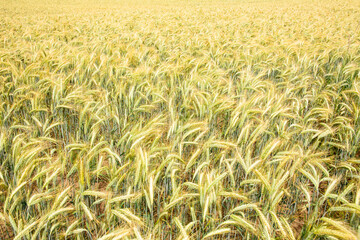 Field of wheat in summer