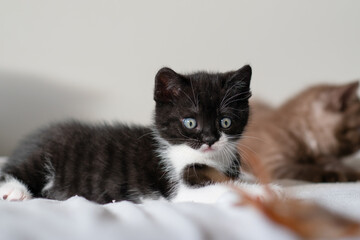 Bicolor british shorthair kitten, cute paws. black and white cat
