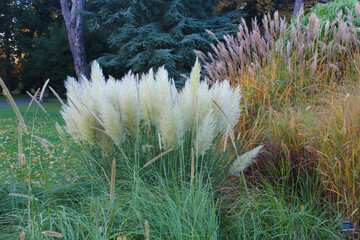 Naklejka premium Pampas grass and greenery, cortadenia selloana botanical name