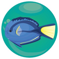 blue tang fish