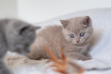 Portrait of cute lilac british short hair kitten with blue eyes. Selective  focus.