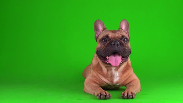 Dog french bulldog puppy on a green background screen 4K video chromakey.
