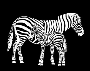 Vector zebra family isolated on black, graphical illustration